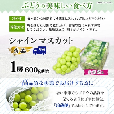 爽やかな甘さが人気のフルーツ シャインマスカット 1房 600g前後 秀品 化粧箱付 山梨県 笛吹市