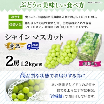 爽やかな甘さが人気のフルーツ シャインマスカット2房 1.2kg前後 秀品 化粧箱付 山梨県 笛吹市