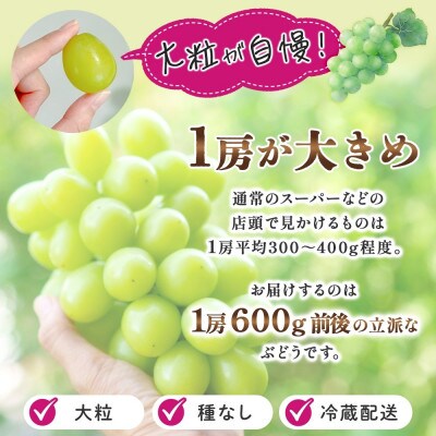 爽やかな甘さが人気のフルーツ シャインマスカット3房 1.8kg前後 秀品 化粧箱付 山梨県 笛吹市