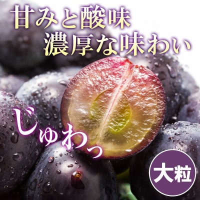 甘みと酸味のバランスが絶妙!大粒の黒ブドウ「山梨県産 大房 ピオーネ 2房 約1kg」ぶどう 笛吹市