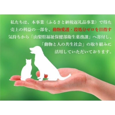 　桃 3kg (7～12玉) 山梨県笛吹市　　　　　　　【令和6年産 先行受付】 数量限定 季節限定