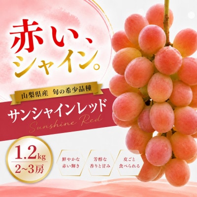 【2026年発送】サンシャインレッド 1.2kg(2～3房)山梨県産 希少 赤系ぶどう【産地直送】