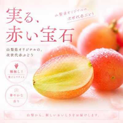 【2026年発送】サンシャインレッド 1.2kg(2～3房)山梨県産 希少 赤系ぶどう【産地直送】
