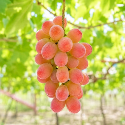 【2026年発送】サンシャインレッド 1.2kg(2～3房)山梨県産 希少 赤系ぶどう【産地直送】