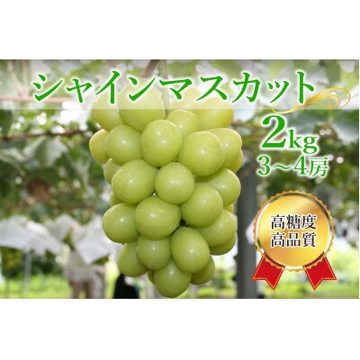 シャインマスカット約2kg(3～4房)