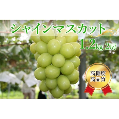 シャインマスカット計1.2kg(2房)