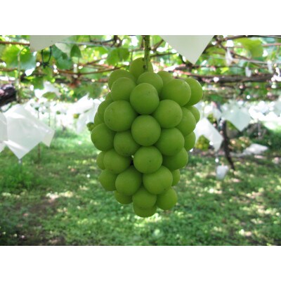 【2026年先行予約】シャインマスカット 約1kg(2房)