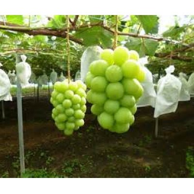 【2026年先行予約】シャインマスカット 約1kg(2房)