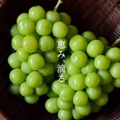 SINKA-真果-(シャインマスカット スパークリングワイン)1本