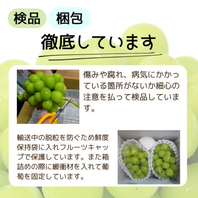 葡萄の一大産地!笛吹市産シャインマスカット　1kg以上(計2房)
