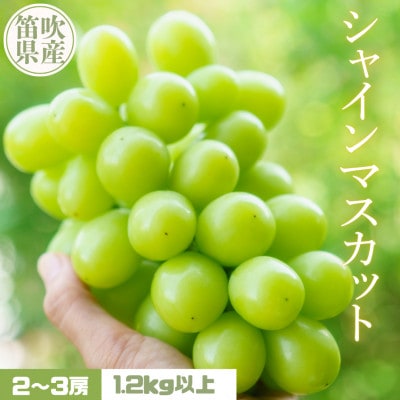 また食べたくなる 美味 シャインマスカット 1.2kg以上 2～3房【2026年発送予定】