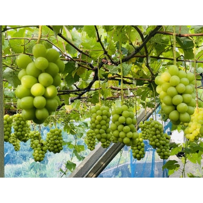 人気No.1!生産者直送!山梨県笛吹市産地!シャインマスカット 約1.1～1.2kg以上(2～3房)