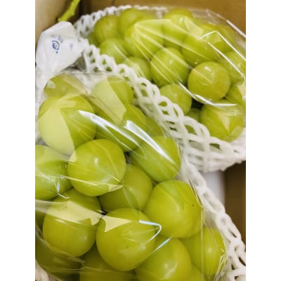 人気No.1!生産者直送!山梨県笛吹市産地!シャインマスカット 約1.1～1.2kg以上(2～3房)