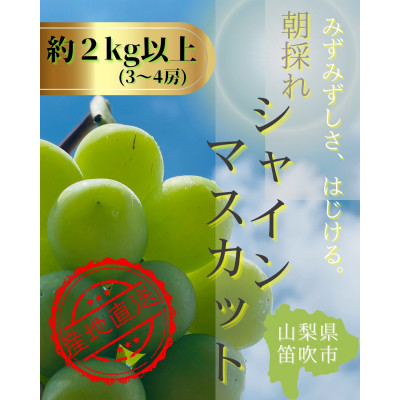 【2026年度】生産者直送!山梨県笛吹市産地!シャインマスカット 約2kg以上(3～4房)