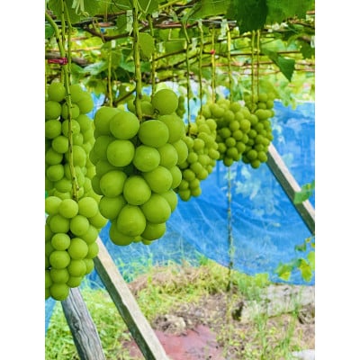 【2026年度】生産者直送!山梨県笛吹市産地!シャインマスカット 約2kg以上(3～4房)