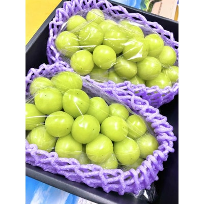 【2026年度】★贈答用★生産者直送!山梨県笛吹市産地!シャインマスカット 約1.3kg以上(2房)