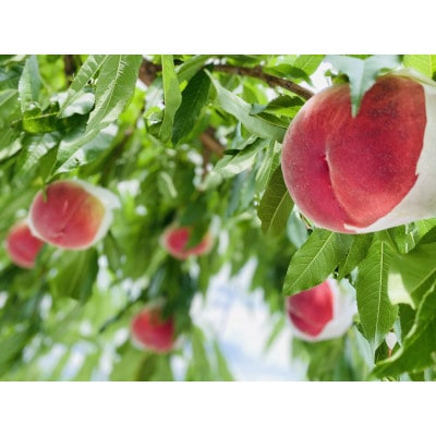 生産者直送!山梨県笛吹市産地!桃　約2kg(4～7玉)