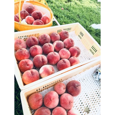 生産者直送!山梨県笛吹市産地!桃　約3kg(7～13玉)