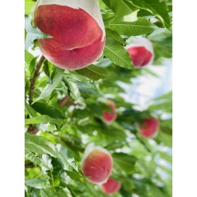 生産者直送!山梨県笛吹市産地!桃　約3kg(7～13玉)