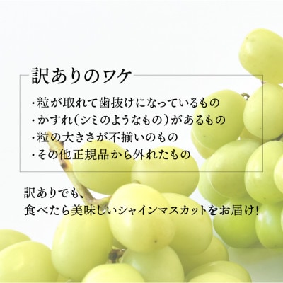 <26年発送先行予約>SDGs 訳あり 粒シャインマスカット約1.0kg　山梨 笛吹市157-044