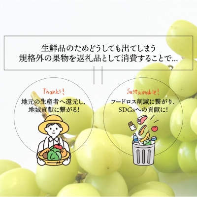 <26年発送先行予約>SDGs 訳あり 粒シャインマスカット約1.0kg　山梨 笛吹市157-044