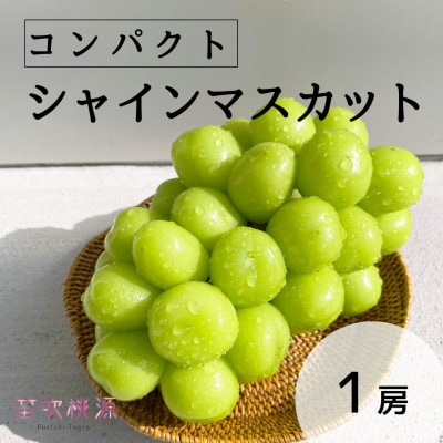 <26年発送先行予約>【コンパクト】笛吹市産シャインマスカット1房　157-041