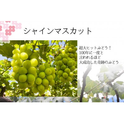 <25年発送先行予約>冬季限定!シャインマスカット1房 157-023