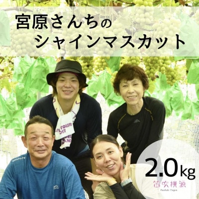 <26年発送先行予約>宮原さんちの朝どれシャインマスカット2kg 相当　157-022