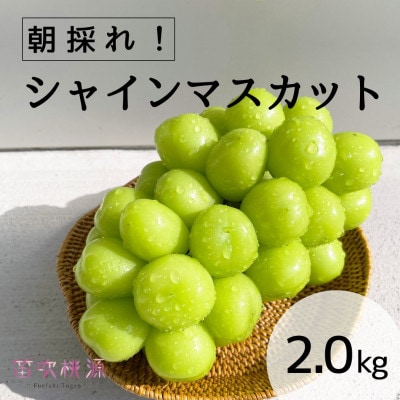 <26年発送先行予約>朝どれ新鮮!シャインマスカット2kg 157-017