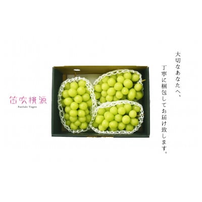 <26年発送先行予約> 贅沢!特選シャインマスカット1.8kg  (笛吹桃源)157-008