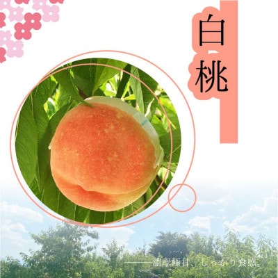 もぎたて!川中島白桃 約1.8kg 157-032