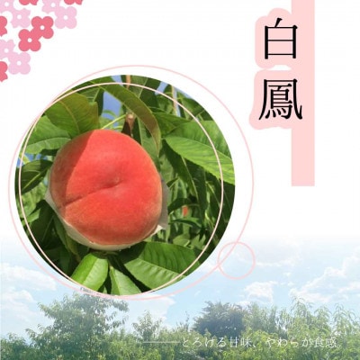 もぎたて!日川白鳳 約1.8kg 157-036