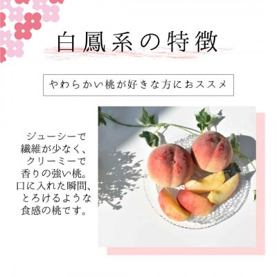 もぎたて!白鳳 約1.8kg 157-037