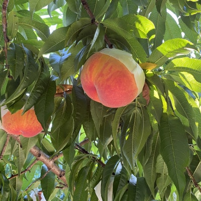 サン黄美娘(きみこ)約1.8kg 157-042