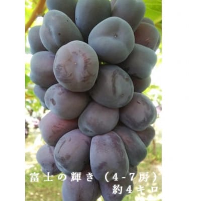 2026年発送　富士の輝き　4～7房(計約4kg)
