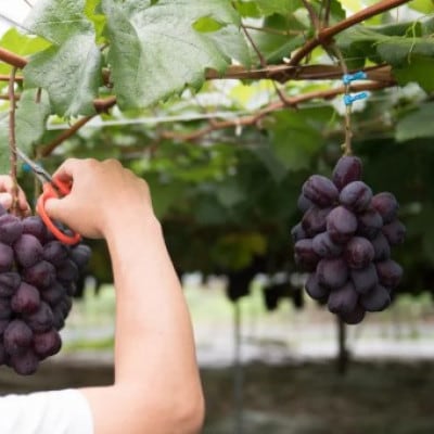 2026年発送　富士の輝き　4～7房(計約4kg)