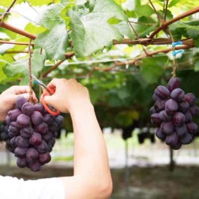 2026年発送　富士の輝き　約3kg