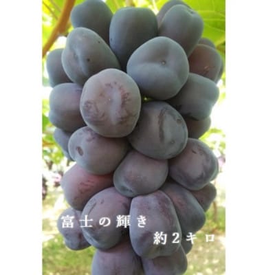 2026年発送　富士の輝き　約2kg