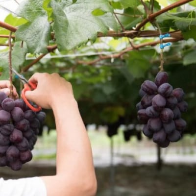 2026年発送　富士の輝き　約2kg