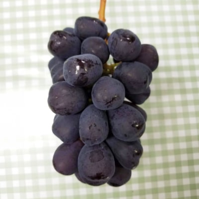 2026年発送　富士の輝き　1房(約700g)