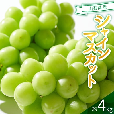 2026年発送　シャインマスカット　約4kg