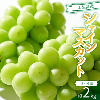 2026年発送　シャインマスカット　3～4房(計約2kg)