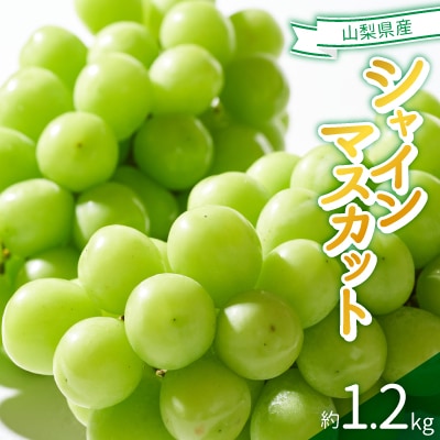 2026年発送　シャインマスカット　約1.2kg