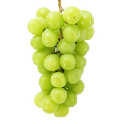 2026年発送　シャインマスカット　約1.2kg