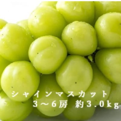 26年発送　シャインマスカット 3～6房 約3.0kg