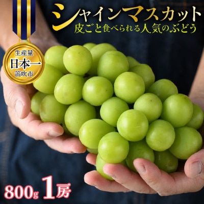 【先行予約】シャインマスカット 1房 約800g 特房 皮ごと食べられる人気のぶどう 笛吹市