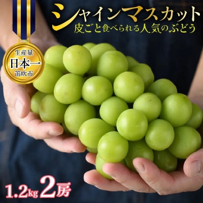 【先行予約】 シャインマスカット2房 約1.2kg 皮ごと食べられる人気のぶどう 笛吹市