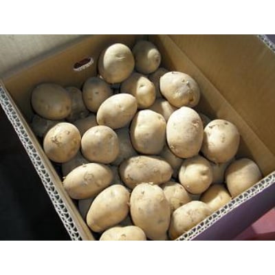 吉名の「まるきっちゃん」じゃがいも【10kg】