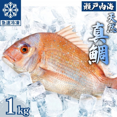 瀬戸内 天然真鯛 丸ごと姿(うろこ・内臓除去済) 2～3匹入り 合計1kg