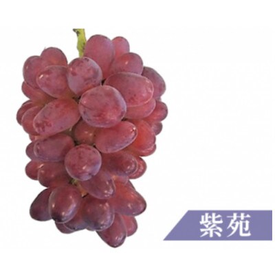 紫苑(しえん)4～5房 計約2kg
